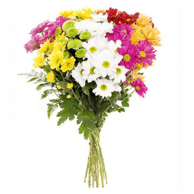 Хризантема кустовая МИКС ПОШТУЧНО N 19