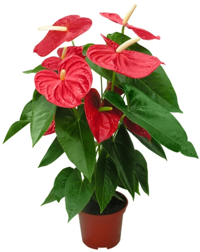 Антуриум большой